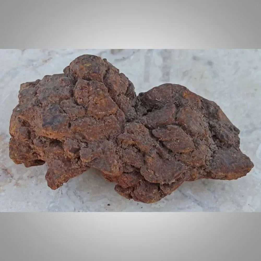 coprolite fossilized dung 02 fossil